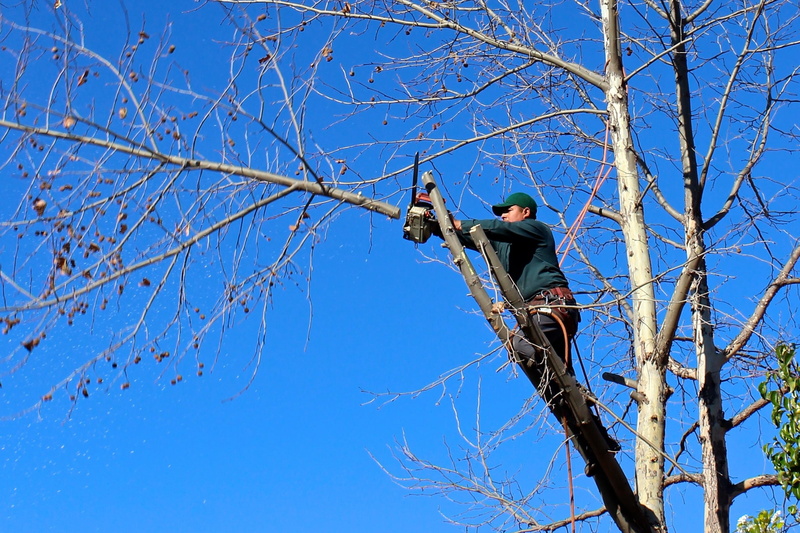 chainsaw, man, wearing, day, tree, clear, clear sky, cutting, headwear, trimming, rope, orange, branch, helmet, one person, full length, nature, protection