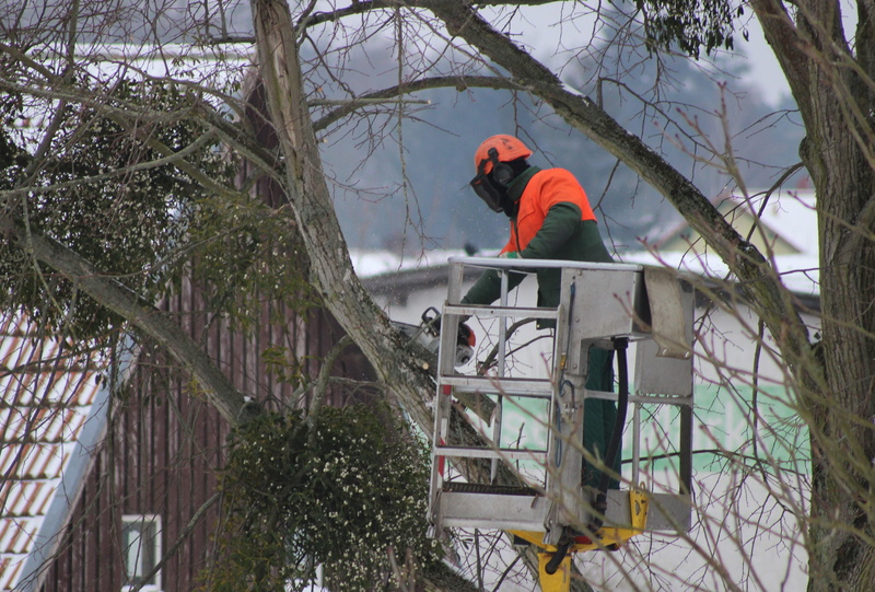 cut, 4K, standing, wood, day, built structure, warm clothing, working, plant, protection, outdoors, full length, sharp, clothing, men, tool, equipment