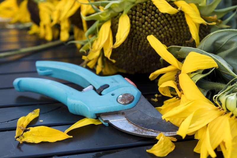 focus on foreground, no people, pruning shears, pruning, close-up, still life, protective workwear, day, beside, sunflower, scissors, garden, withered