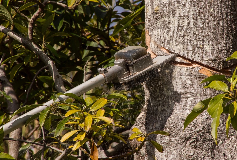 wood, leaf, equipment, focus on foreground, plant, nature, branch, tree, tree trunk, plant part, no people, 2K, sawdust, cut, land, animal wildlife, outdoors