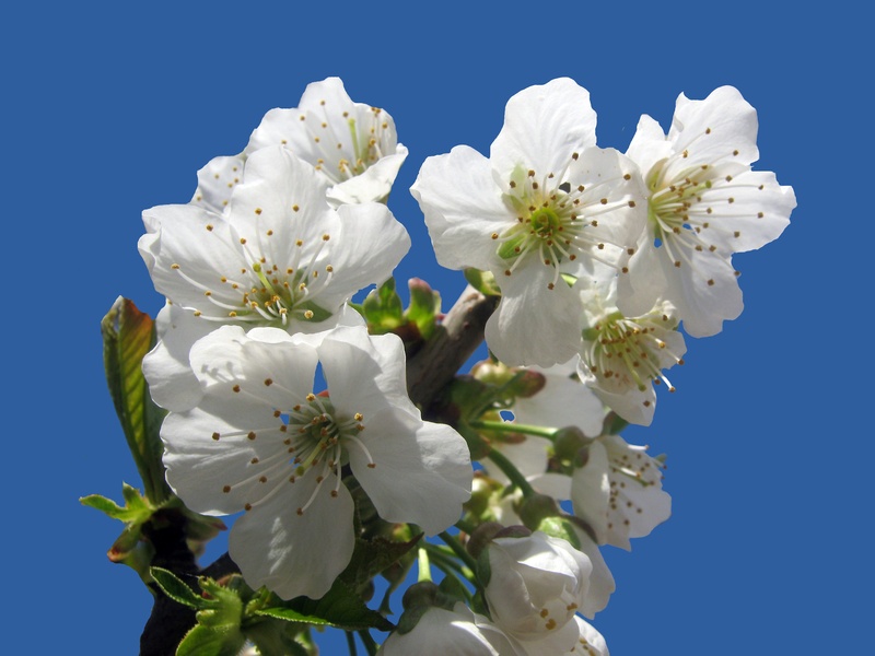 spring, easter, close-up, flower, garden, beauty in nature, vulnerability, sky, gardeners, flower head, flowering plant, blossom, flower arrangement, pollen