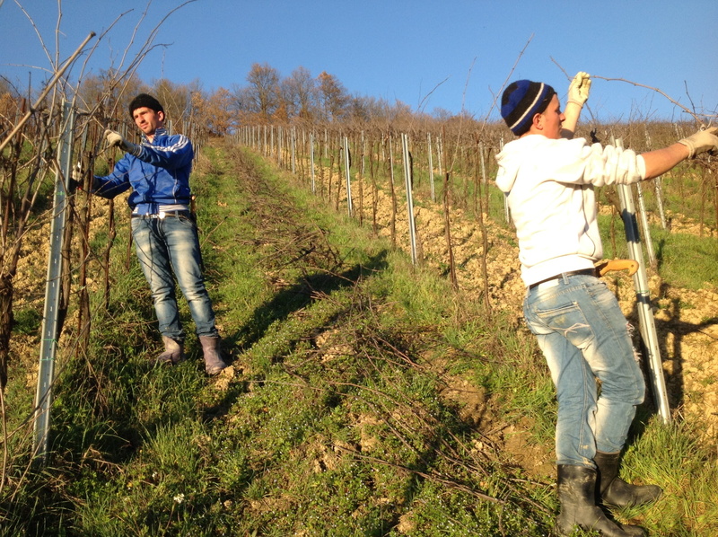 screw, tree, pruning, day, sunlight, two people, casual clothing, vineyards, beauty, nature, landscape, child, leisure activity, grapes, 2K, real people