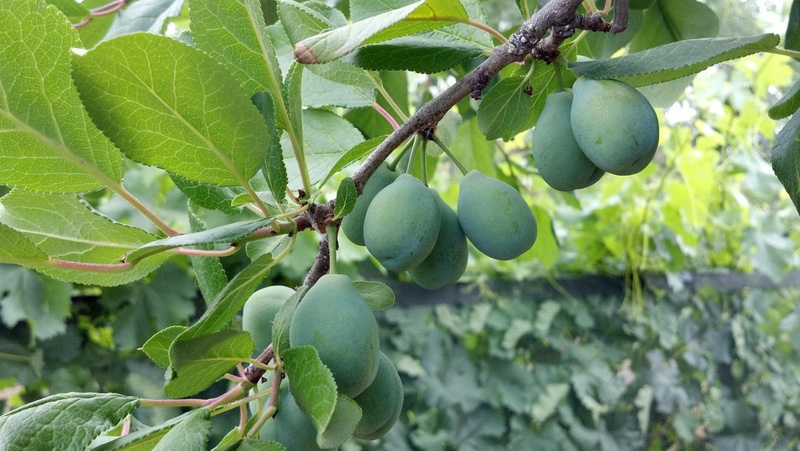 food and drink, hanging, ripe, 1080P, harvest, nature, green color, tree, prunes, fruit, plant, no people, leaf, day, growth, close-up, agriculture, outdoors