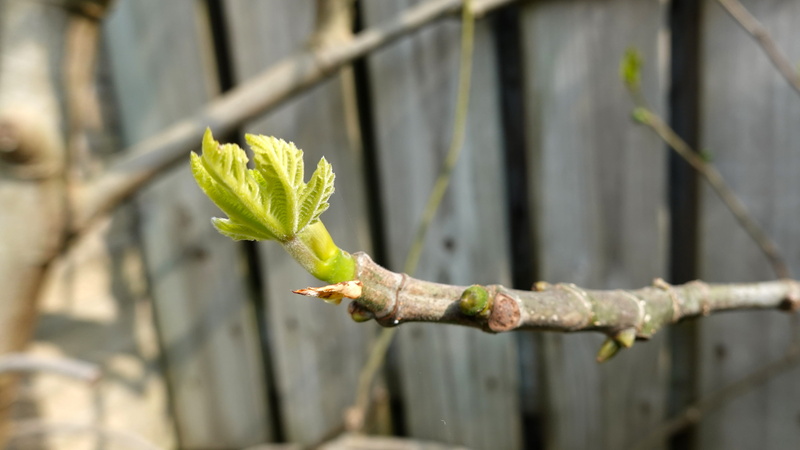 new life, prune, boundary, beginnings, tree, plant part, nature, beauty in nature, plant stem, fig tree, sunlight, green color, spout, day, leaf, outdoors