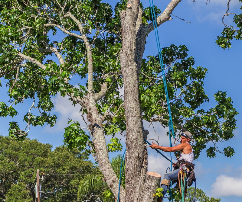 tree, branches, one person, casual clothing, nature, low angle view, working, prune, gardener, transportation, leisure activity, it closes, tree trunk