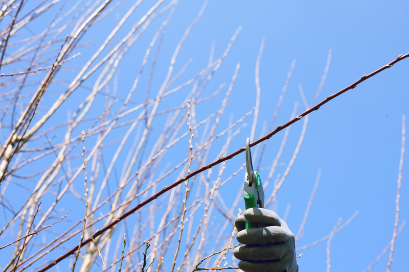 representation, human representation, branches cut, branch, tree, bud, sunlight, sky, gardener, clear sky, 4K, pruning, no people, hedge trimmer, cut