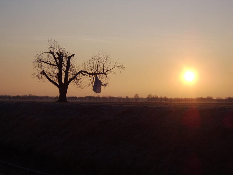 sun, remote, sunset, Pollution, Tree, no people, Pruning, field, land, lens flare, nature, bare tree, isolated, scenics - nature, padan plain without trees