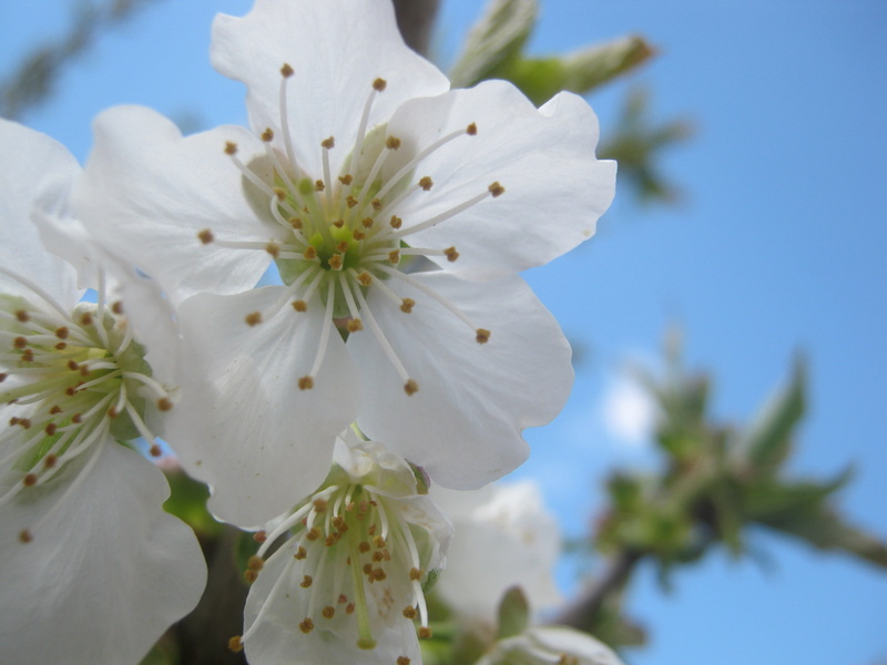outdoors, 2K, fragility, stamen, inflorescence, cherry blossom, tree pruning, close-up, petal, pollen, blossom, tree, cherry tree, flowering plant, vulnerability
