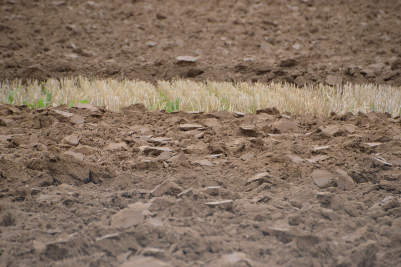 planting, cut, farmer, crop, farm, no people, plant, dirt, the working of the earth, surface level, beauty in nature, growth, field, nature, cereal plant