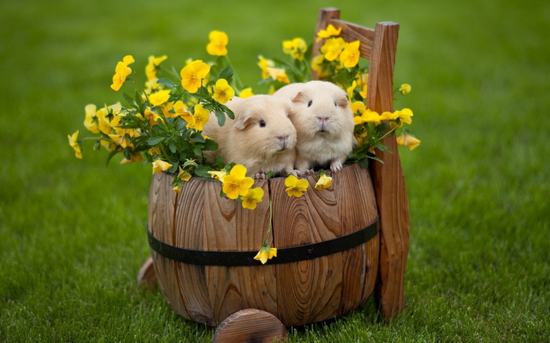 easter, 2K, rabbits, easter rabbits, happy, landscape