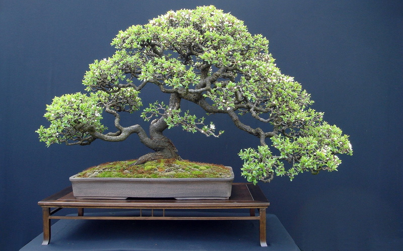 Earth, 1080P, Bonsai