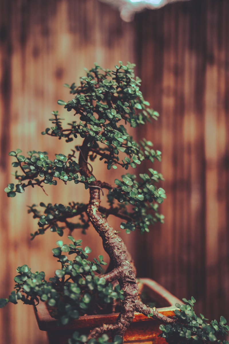 outdoors, day, wood - material, selective focus, 5K, ivy, leafed, tree, green color, nature, beauty in nature, wall - building feature, growth, bonsai