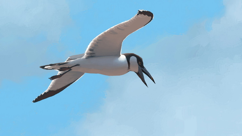 sunlight, bird, animals in the wild, animal themes, animal, blue, vertebrate, nature, flying, mid-air, seagull, sky, day, low angle view, outdoors, spread wings