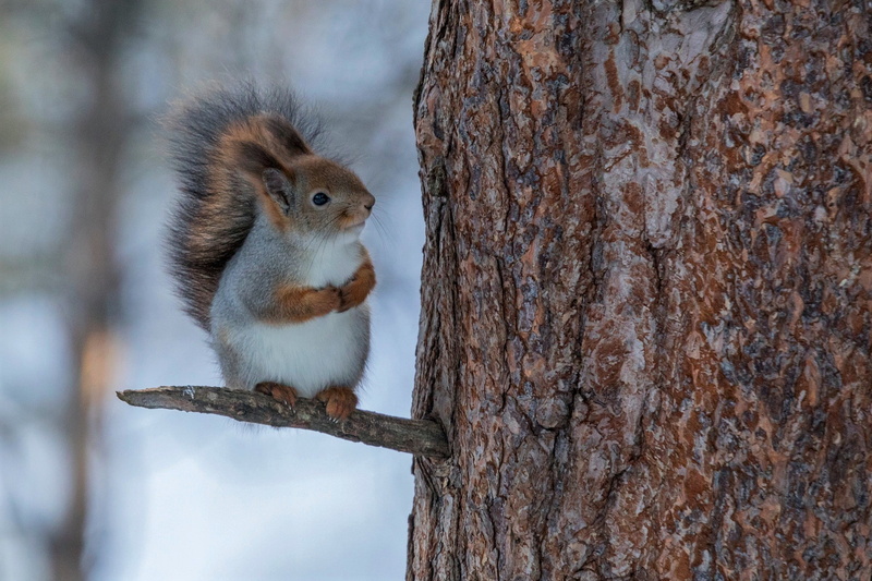 cute, branch, 1080P, squirrel, animal, winter, snow