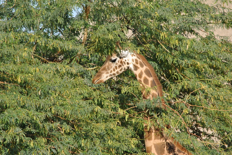 animals, mantle, vertebrate, spotted, photographic, green, animals in the wild, growth, tree, south africa, mammal, no people, animal neck, hair, savannah