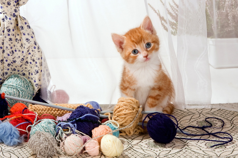 curtains, gray-eyed, needlework, table, look, small, sitting, kitty, yarn, balls, red, 4K, knitting, color, Milota, naive, thread, spokes, wool, cat, tulle
