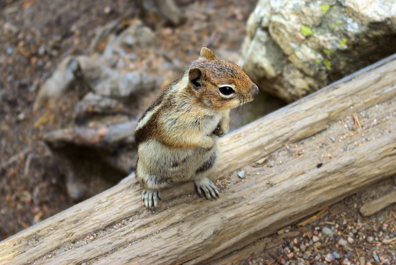 wood - material, vertebrate, wildlife, little, animal wildlife, golden, squirrel, rodent, mountain, fur, national, focus on foreground, sciuridae, park