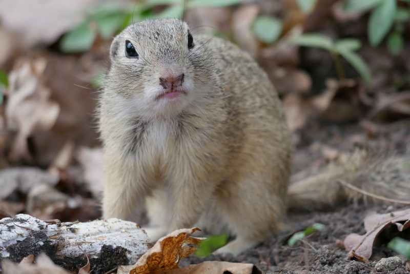animal themes, gophers, squirrel, croissant, brown, focus on foreground, nager, vertebrate, gray, european ground squirrel, rodent, mammal, animals in the wild