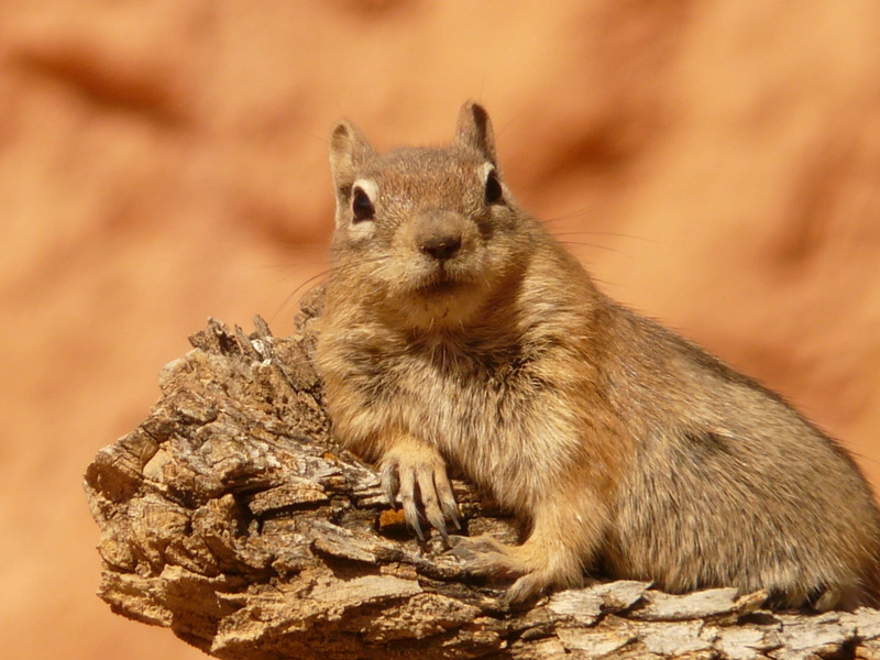 family sciuridae, squirrel, cute, 2K, animal, nature, fur, furry, nager, spermophilus lateralis, sitting, animal wildlife, rock - object, no people, close-up
