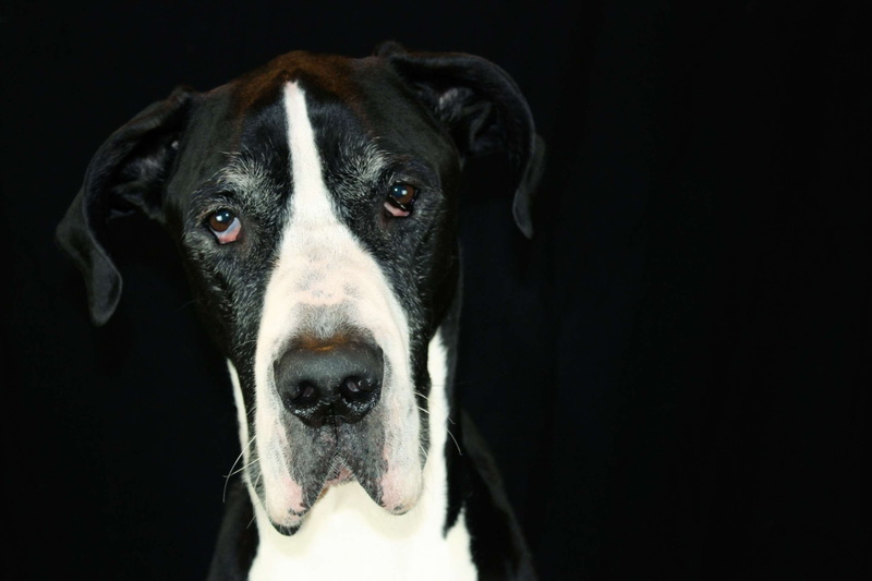 black background, cute dog, vertebrate, mammal, larger dog, dog face, looking at camera, animal eye, animal mouth, black and white, no people, pets, animal nose