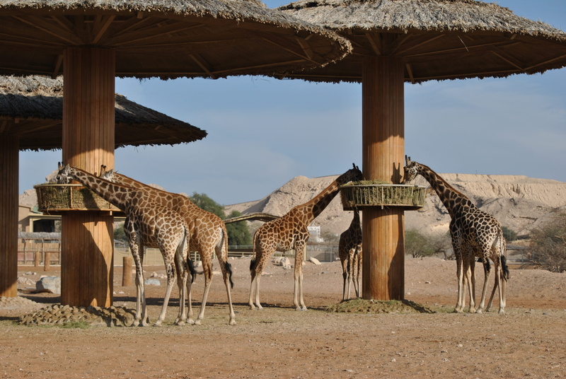 domestic animals, zoo, group of animals, Safari, safari Animals, 4K, land, vertebrate, wildlife, giraffes, animals, travel Locations, animal wildlife