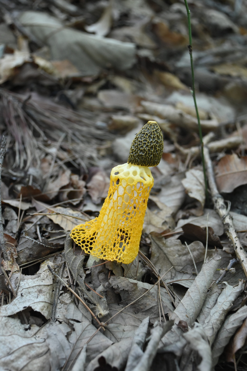 yellow, focus on foreground, fungus, field, mushroom mantle, day, nature, leaves, dry, high angle view, outdoors, growth, selective focus, 5K, leaf, plant