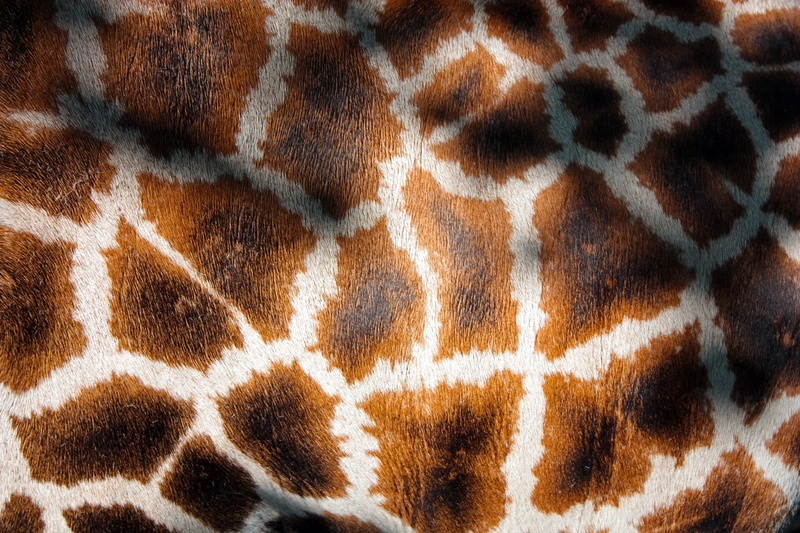 savannah, manto, softness, 1080P, vertebrate, animal markings, fur, animal themes, natural pattern, close-up, wild, nature, backgrounds, africa, giraffes coat
