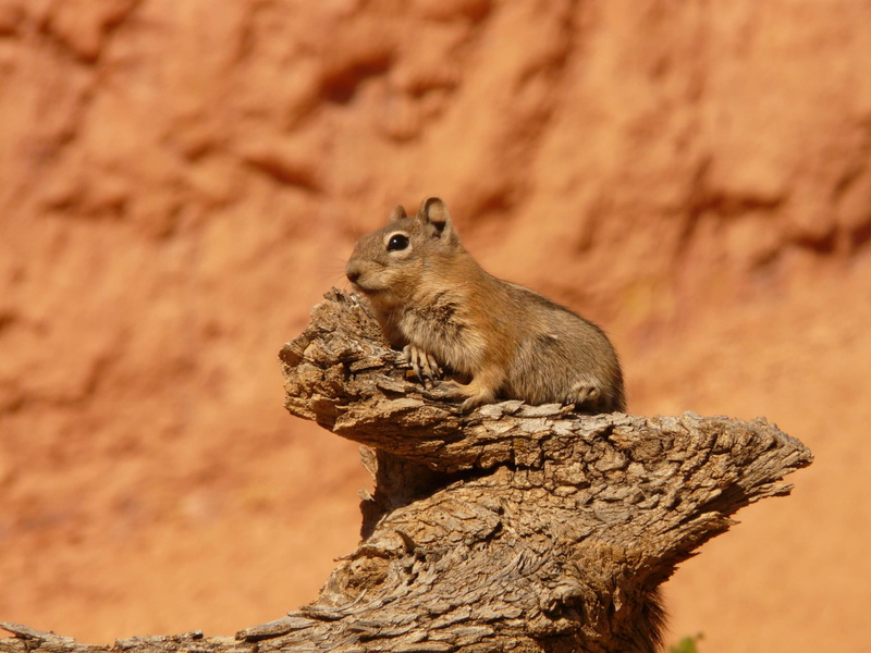 vertebrate, family sciuridae, close-up, fur, one animal, day, golden mantled ground squirrel, cute, sitting, 2K, rodent, spermophilus lateralis, squirrel