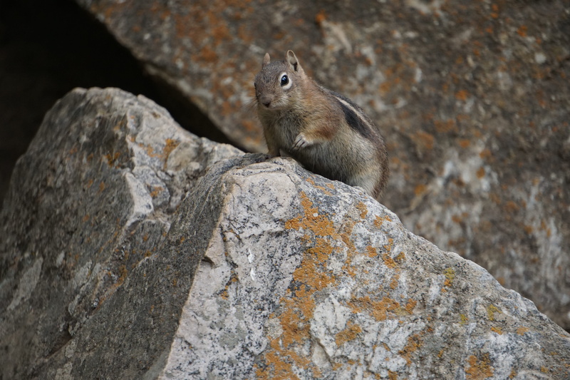 outdoors, mammal, squirrel, no people, solid, rodent, wilderness, animal wildlife, animal themes, textured, focus on foreground, rock - object, chipmunk