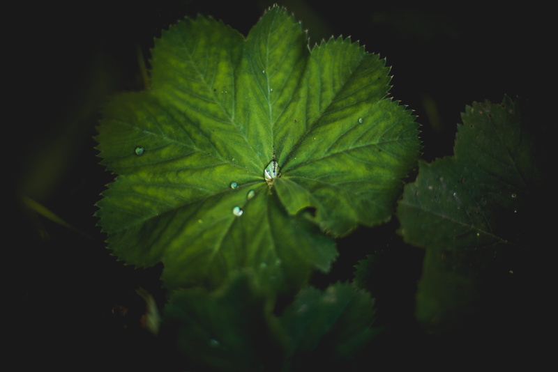 green color, 5K, selective focus, high angle view, water drop, freshness, no people, growth, outdoors, nature, moody, plant part, sofiero slott, vulnerability