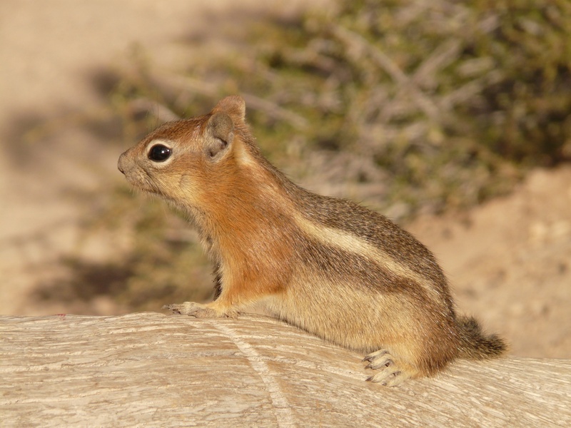 land, mammal, fur, outdoors, spermophilus lateralis, croissant, animals in the wild, chipmunk, vertebrate, one animal, cute, animal wildlife, nature, 2K