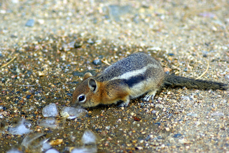 mantled, day, ground, little, close-up, outdoors, rock, vertebrate, animal, furry, environment, cute, nature, squirrel, animal themes, sciuridae, mammal