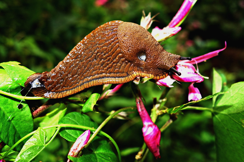 leaf, animals in the wild, flower, plant part, animal body part, close-up, rainforest, slime, mantle, beauty in nature, tentacles, animal, animal mouth