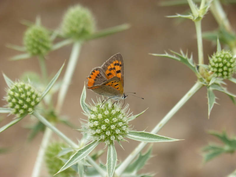 Flower, freshness, invertebrate, no people, close-up, coure comú, animal, dry flower, outdoors, libar, flower head, butterfly mantle bicolor, animal wing