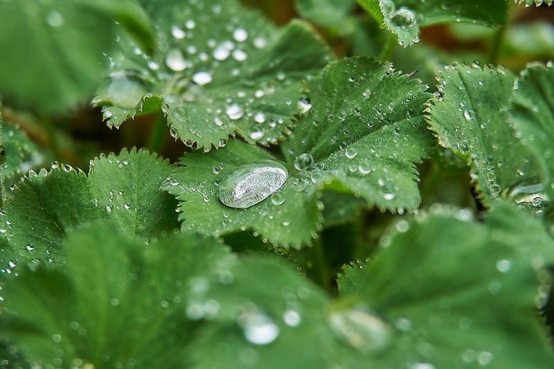 purity, feverfew, ordinary woman coat, frauenmantel, drip, drop, common ladys mantle, alchemilla vulgaris, herrgottsmaentelein, 5K, alchemilla acutiloba opiz