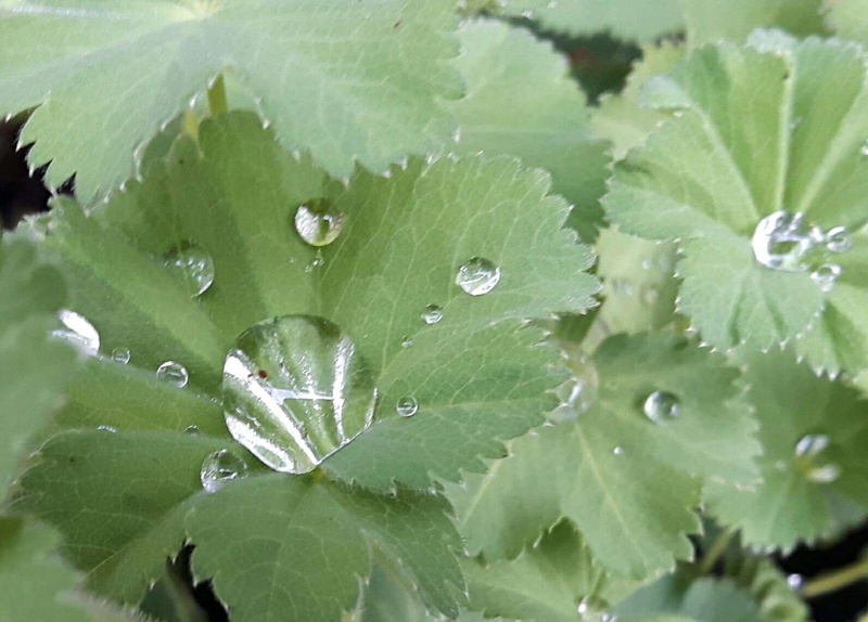 drop, water drops, no people, plant, freshness, full frame, growth, wet, leaves, day, pot plant, outdoors, beauty in nature, garden, close-up, fresh, ladys mantle
