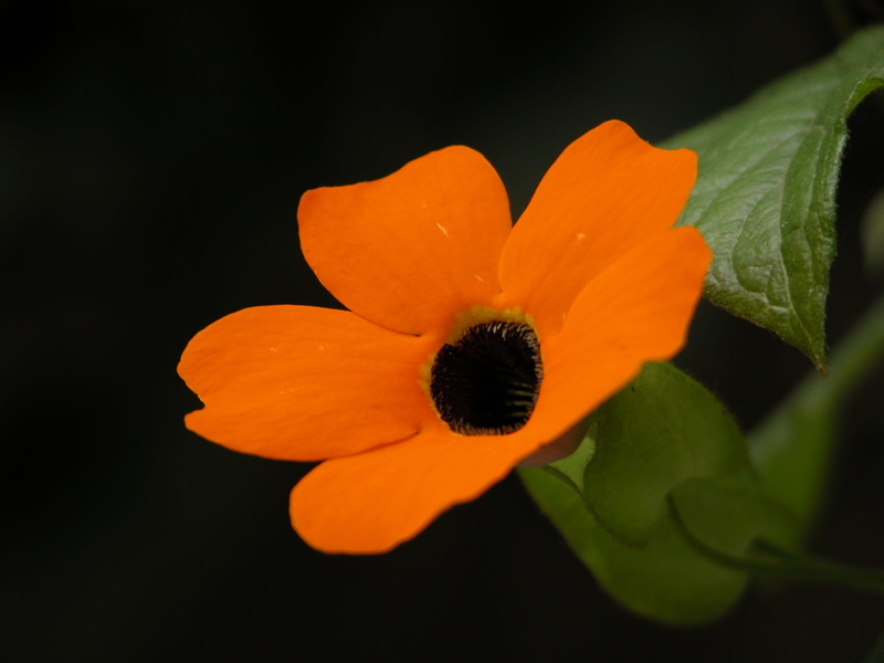 beauty in nature, leaf, Mexico, close-up, 2K, nature, orange color, pollen, black background, vulnerability, inflorescence, flowering plant, growth, Mantle