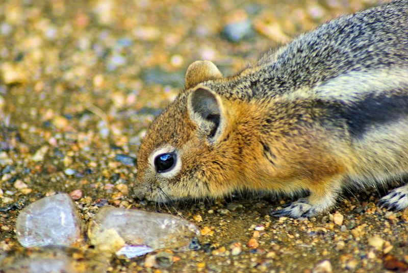 animal head, tail, close-up, ground, park, wild, cute, mountain, animal body part, wildlife, golden, whisker, animal wildlife, mantled, one animal, callospermophilus