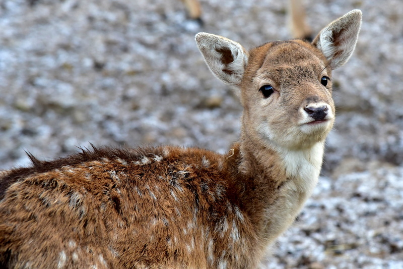 Puppy, doe, standing, first floor, snow, spotted, mountains, zoological gardens, animal world, close-up, fauna, Gray, italian, brown, outdoors, wildlife