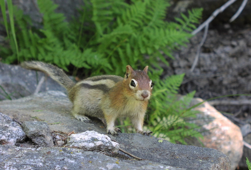 portrait, plant, gray, day, no people, top, fur, rodent, squirrel, nature, animals in the wild, rock - object, one animal, golden mantled ground squirrel