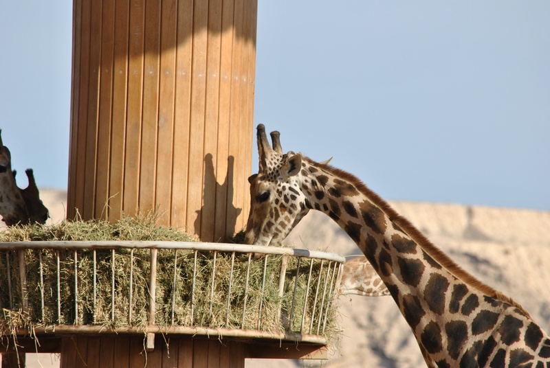 giraffes, giraffe, outdoors, no people, 4K, animal, mantle, savannah, mammal, africa, animals, herbivorous, spotted, manto, photographic, zoo, sky, animal body part