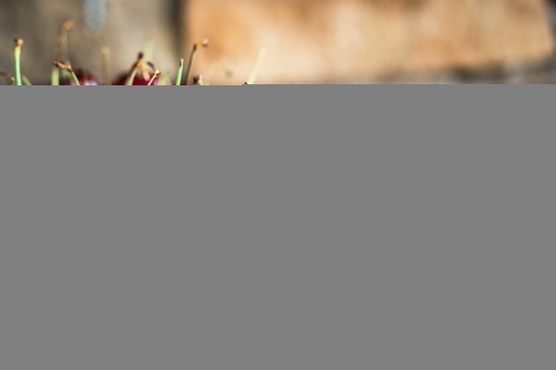 growth, day, plant, green color, beauty in nature, cherries, chocolate, nature, cake, close-up, copy space, selective focus, outdoors, no people, flowering plant