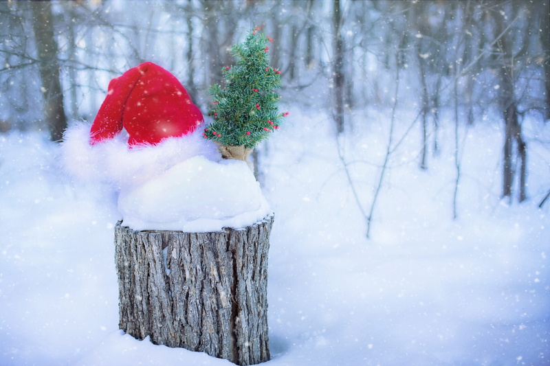 beauty in nature, red, season, trunk, tree, santa, decoration, santas hat, christmas, Santa hat, hat, gray tree, merry, winter, claus, top, snowman, plant