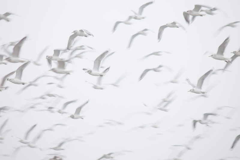 abstract, seagull, no people, san francisco, grey, plant, flock of birds, 8K, motion, selective focus, studio shot, pattern, dom, waterfowl, white color
