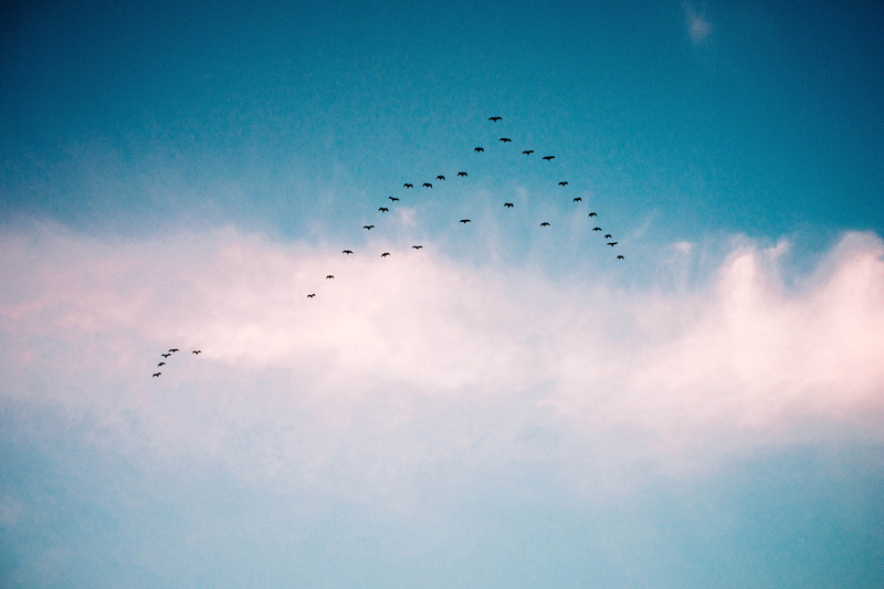 nature, animals in the wild, animal themes, bird, air, summer, no people, cloud - Sky, animal, large group of animals, Birds, animal wildlife, flock Of Birds