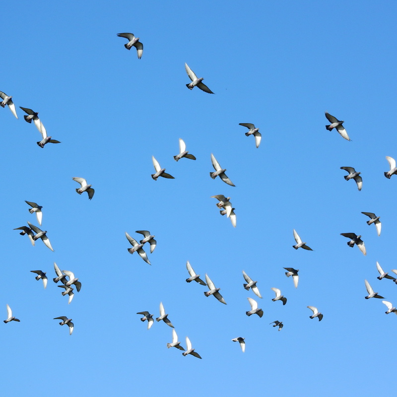 animal wildlife, sky, no people, beauty in nature, flying, flapping, day, daytime, large group of animals, pigeon, animals in the wild, blue, bird, animal