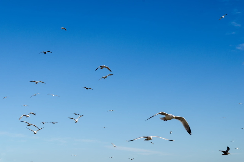 sea, weather, flock of birds, 1080P, beauty in nature, motion, Bird, blue, seagull, animal wildlife, shine, Shine, no people, animal, sunlight, Flying