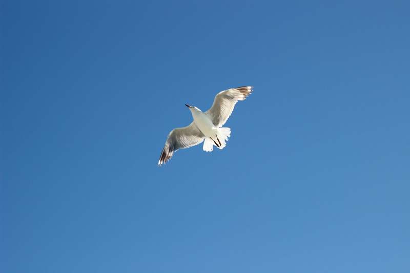 ship, blue sky, beach, dom, outdoor, wildlife, coast, sea, life, landscape, feather, sky, day, spread wings, fly, travel, wing, copy space, beak, animals in the wild