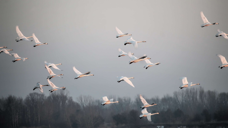 seagulls, flight, beauty in nature, animal themes, vertebrate, spread wings, avian, plumage, wings, flock, animal wildlife, animals in the wild, group