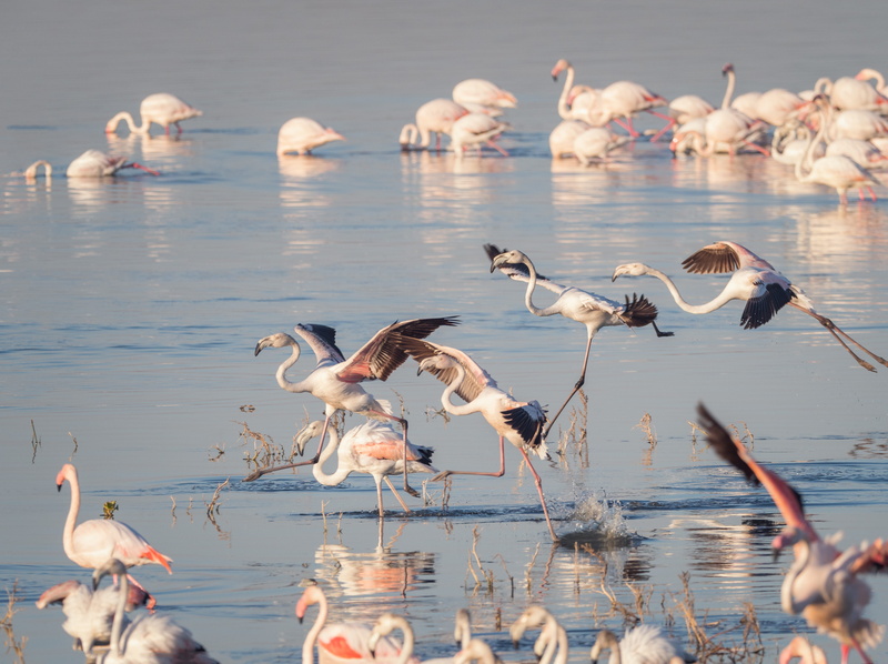 flamingos, beauty in nature, white, sea, animal themes, seagull, vertebrate, no people, pelican, flight, animals in the wild, day, 5K, wildlife, swan